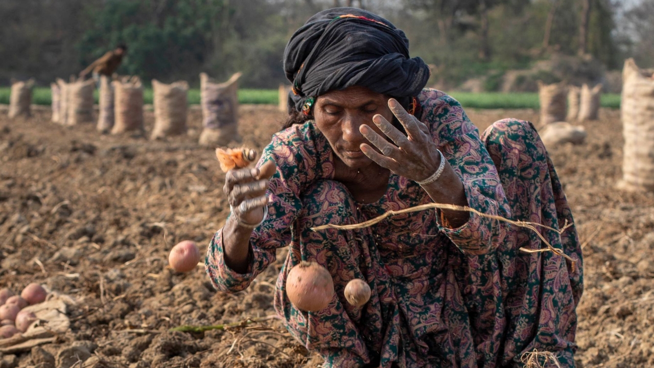 Sri Lankan farmer harvesting potatoes