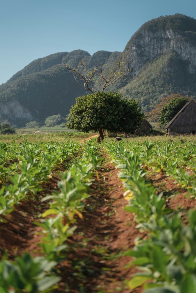 South Africa bans highly toxic pesticide terbufos.